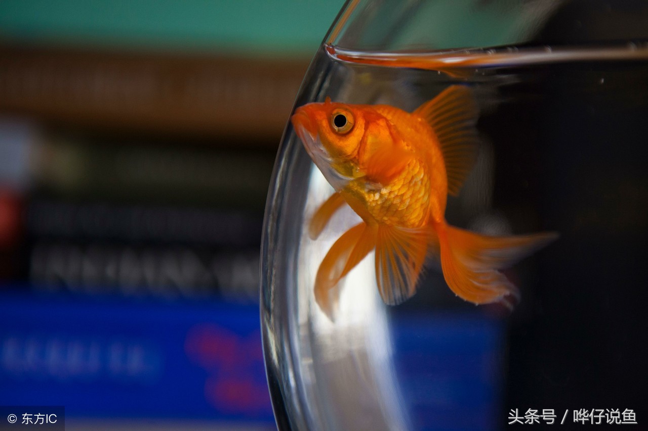 金鱼老是趴在鱼缸底部,金鱼全趴在鱼缸底不动是为什么