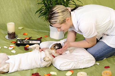 狗狗压迫神经按摩方法,狗狗脊柱压迫神经最佳的治疗时间