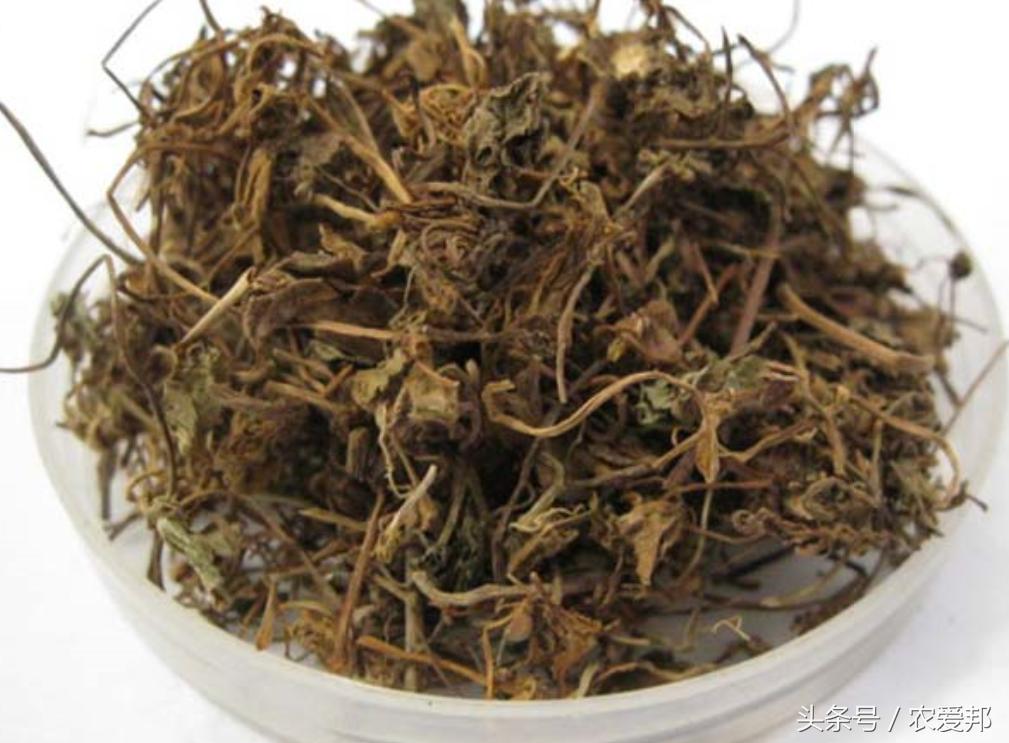 农村有种草药叫路边什么,您在路边遇到过活血丹这种野草吗