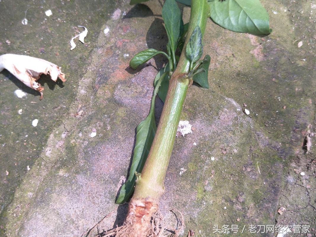 农博士辣椒根腐病的防治,辣椒疫霉根腐病防治