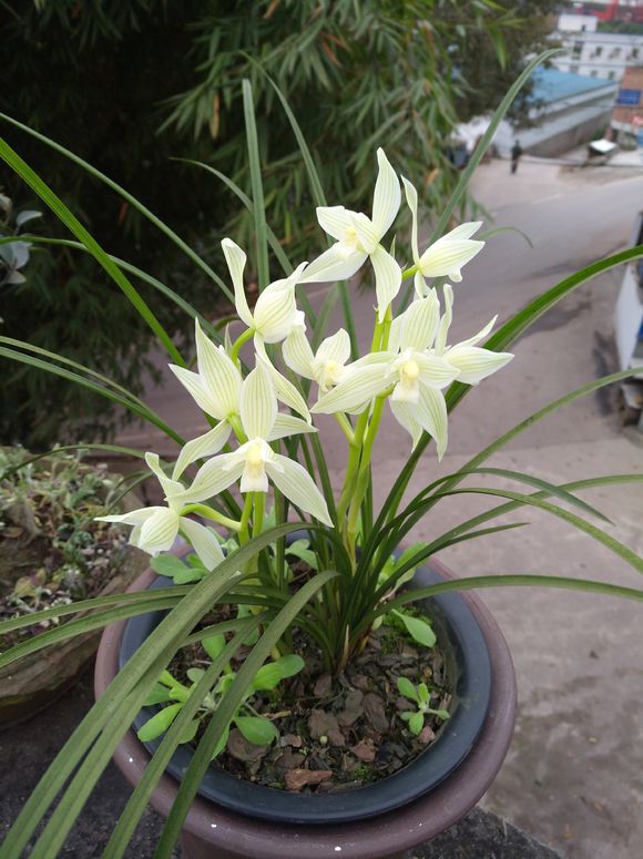 不花钱还可以养好兰花的土壤配方,东北的兰友室内到底能养好兰花