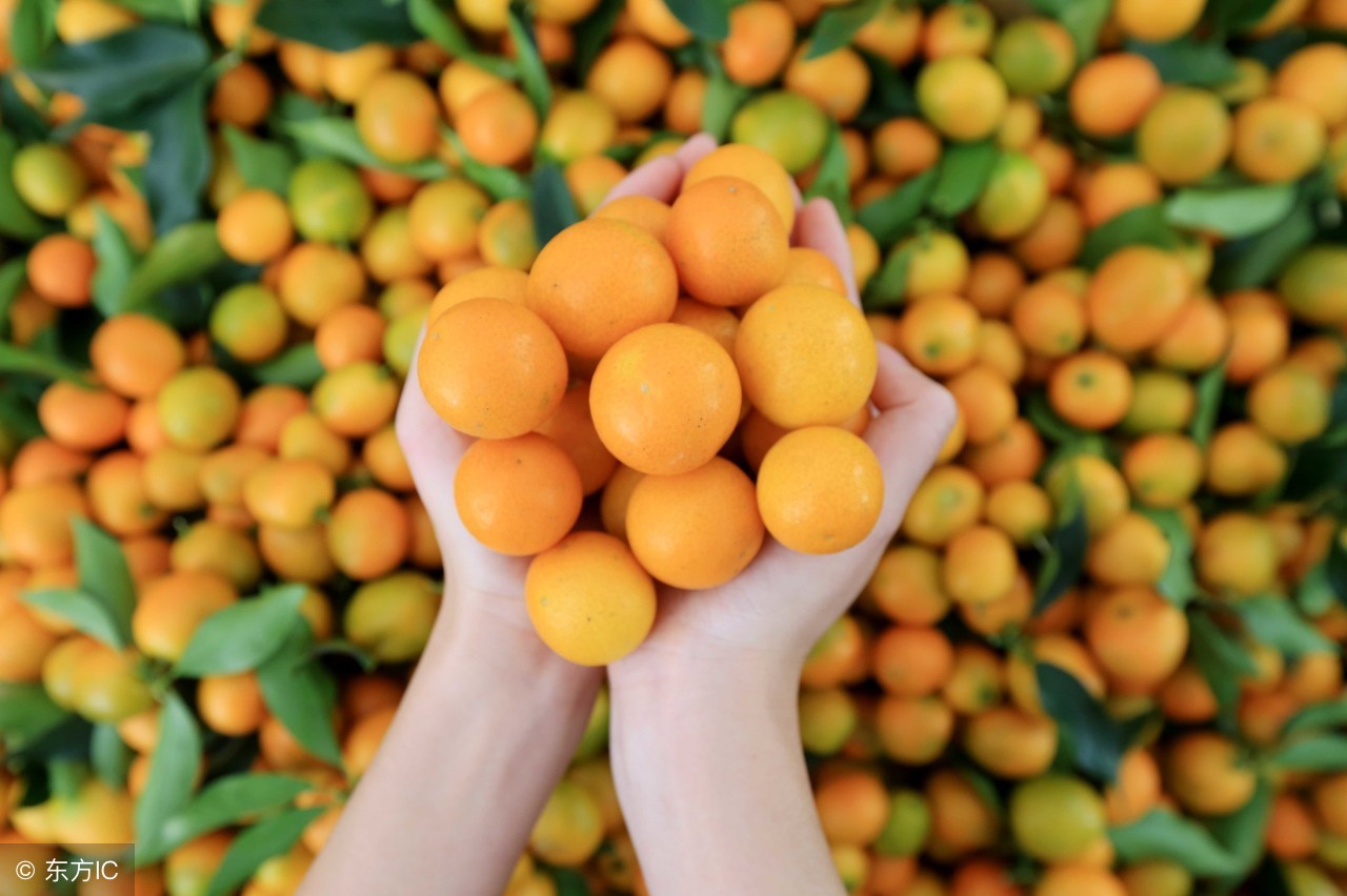 农业产品引流新模式,农产品网上销售10大营销方式分享