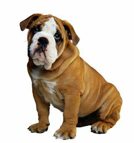 口水大王排行榜,宠物界的王牌