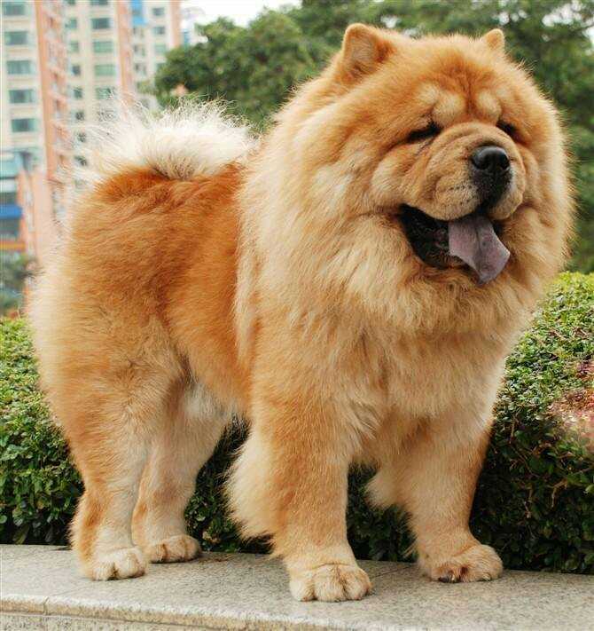 口水大王排行榜,宠物界的王牌