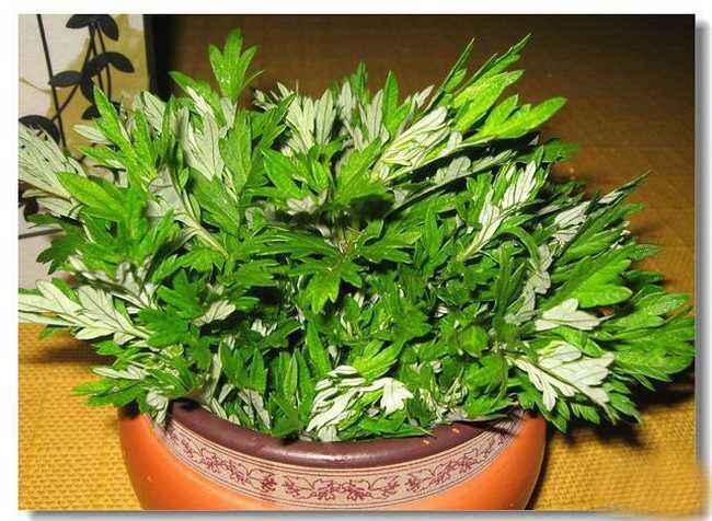 驱蚊效果绝佳的绿植,驱蚊虫效果最好的绿植