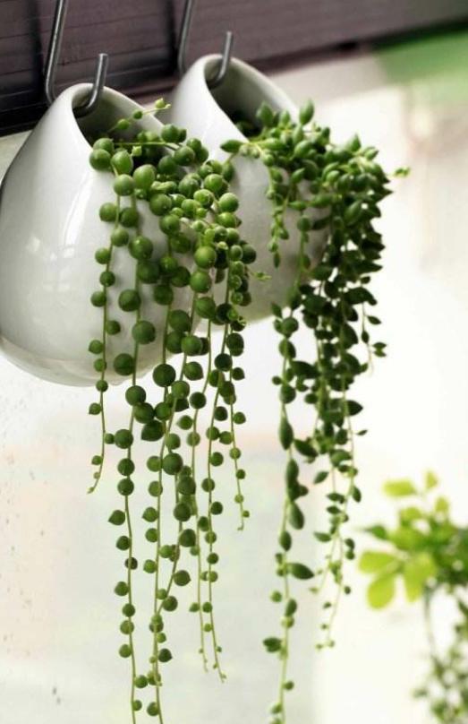 为什么佛珠有点翠绿,佛珠怎么才能盘出包浆