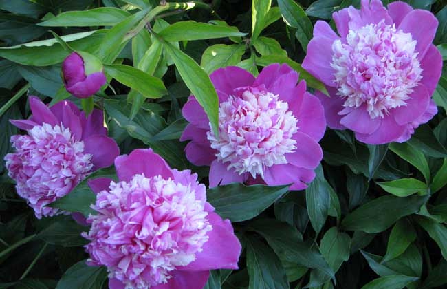 芍药怎么养,芍药怎么养才最好