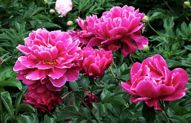 芍药怎么养,芍药怎么养才最好