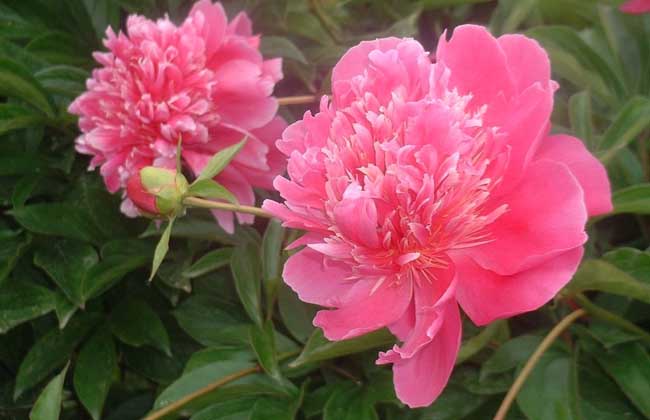 芍药怎么养,芍药怎么养才最好