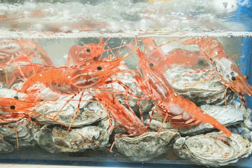 上海米其林一星日料,东京日料米其林一星