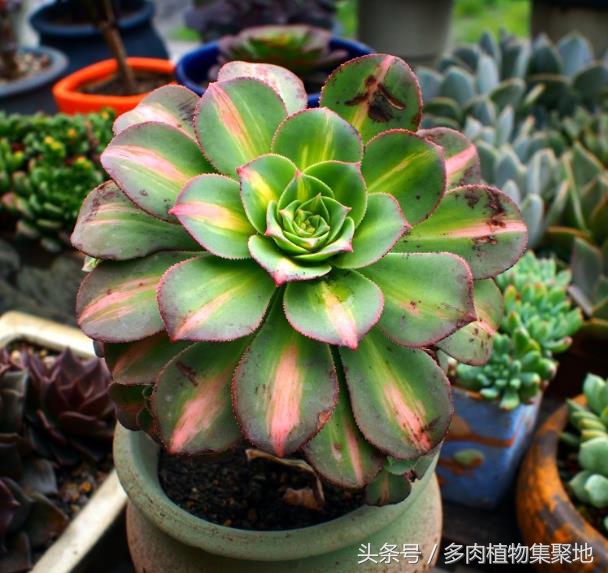 室内养多肉小苗阴雨天能浇水吗,多肉服盆期遇到阴雨天用浇水吗