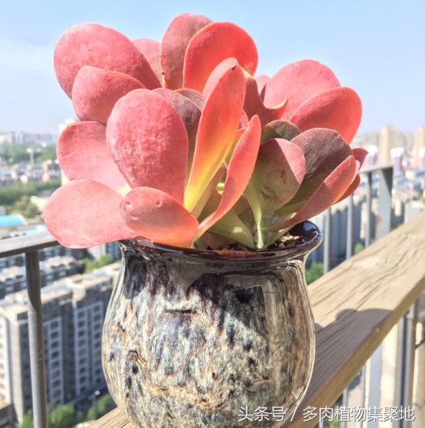 室内养多肉小苗阴雨天能浇水吗,多肉服盆期遇到阴雨天用浇水吗