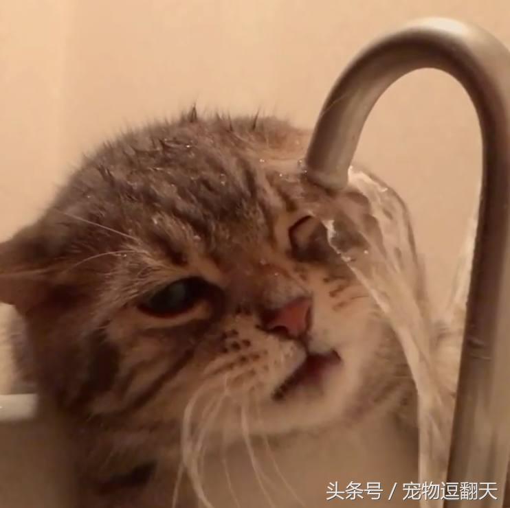 小奶猫学主人,小奶猫一天的喝水量