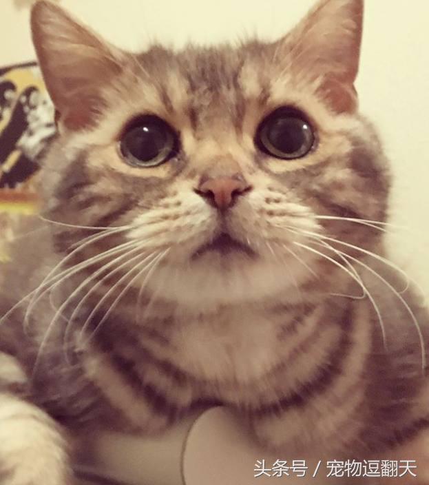 小奶猫学主人,小奶猫一天的喝水量