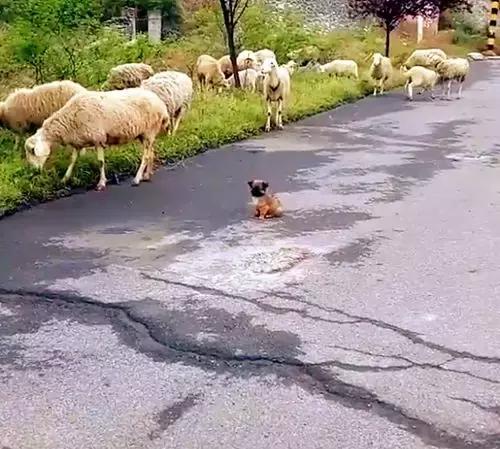 小奶狗路遇羊群小奶狗一点不慌,小奶狗站岗巡逻
