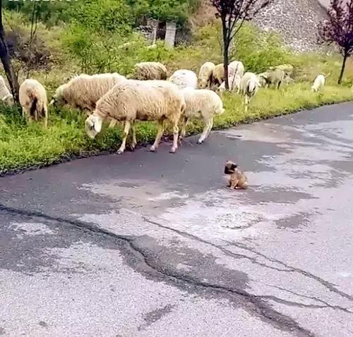 小奶狗路遇羊群小奶狗一点不慌,小奶狗站岗巡逻