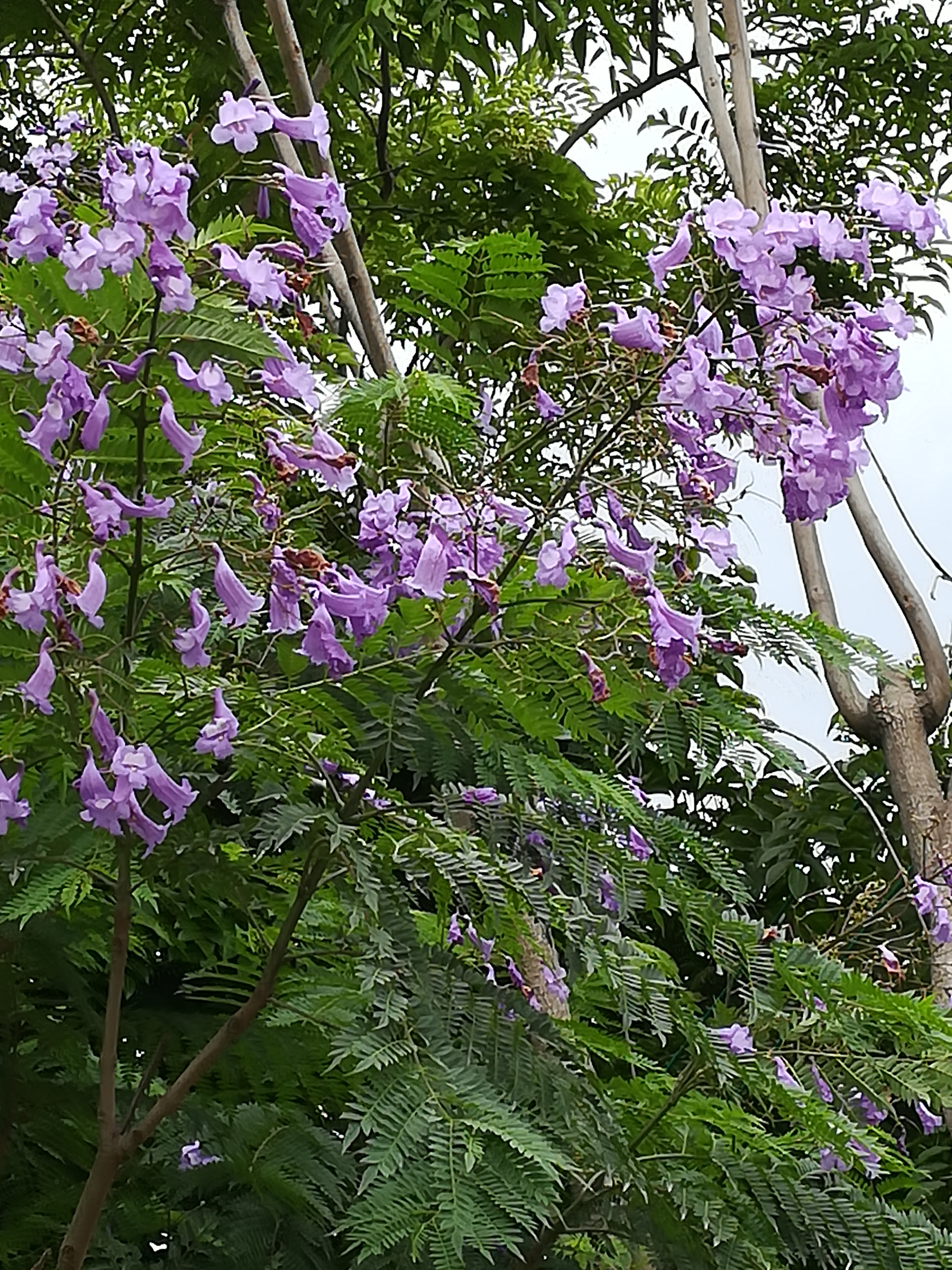 小青蜂抓蛇,捕蜂捉蝇