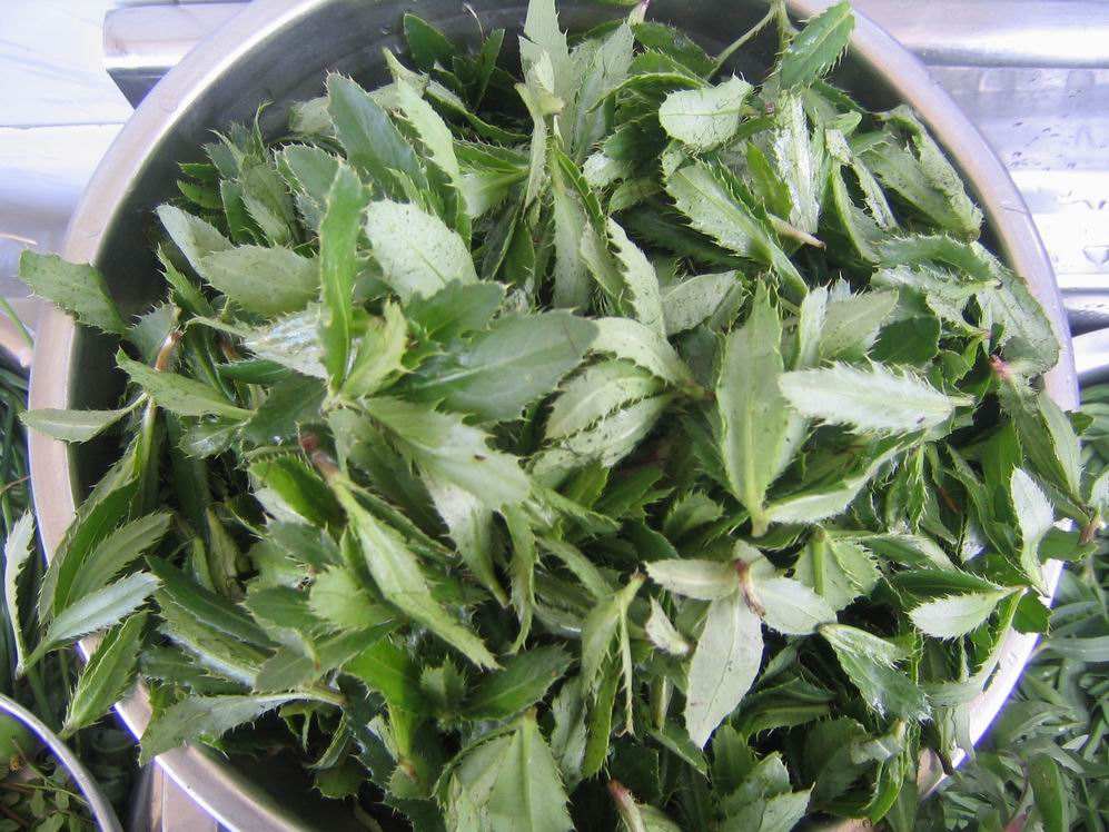 可消炎止血的草农村野草随处可见,农村地里的野草有止血功效