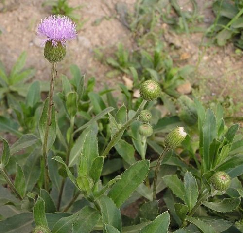 可消炎止血的草农村野草随处可见,农村地里的野草有止血功效