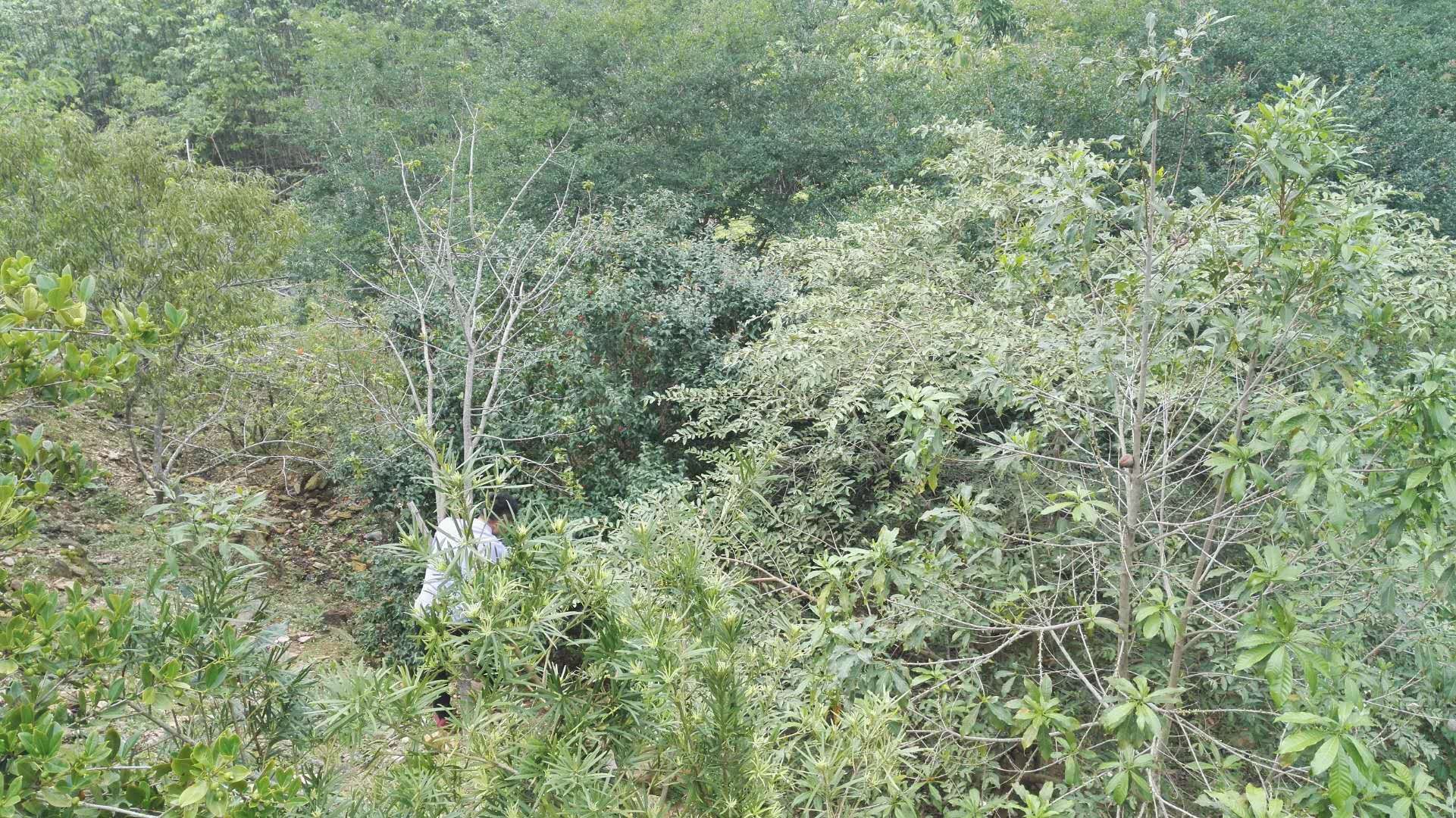 小青蜂抓蛇,捕蜂捉蝇