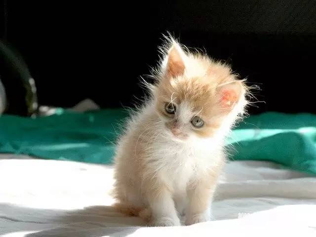 奶猫照顾攻略,奶猫成长法则