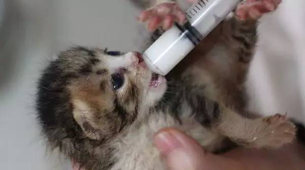 奶猫照顾攻略,奶猫成长法则