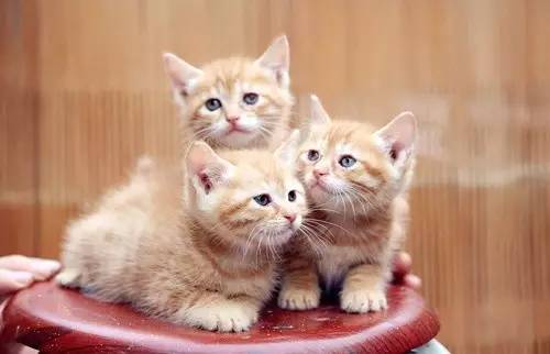 奶猫照顾攻略,奶猫成长法则