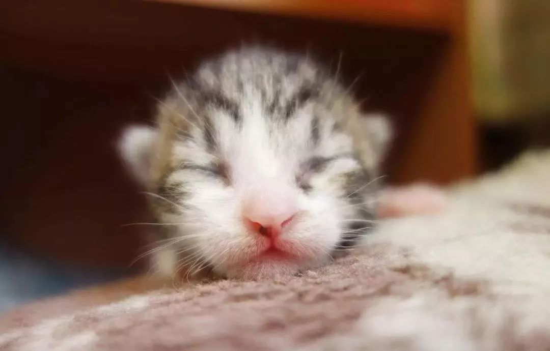 奶猫照顾攻略,奶猫成长法则