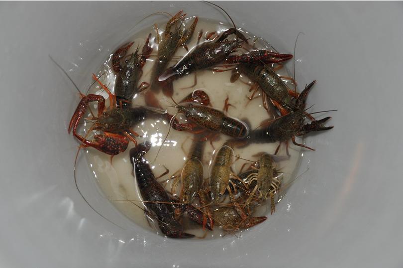 野钓钓技钓法,野钓钓虾技巧和口诀