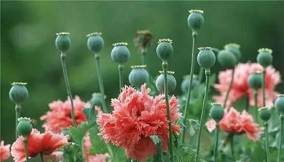 政府大院种植多株*粟罂**花银保监会严查业务违规招行等四机构被罚