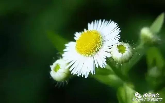 我是一只飘摇的风筝，终将走不出她的慈爱和柔情凝结成的线