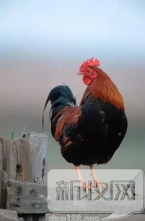 鸡怎么突然就不见了,鸡是怎么退化来的