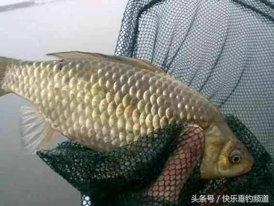 怎么跑铅能钓到鱼而调漂钓不到鱼,为什么学会调漂钓不到鱼