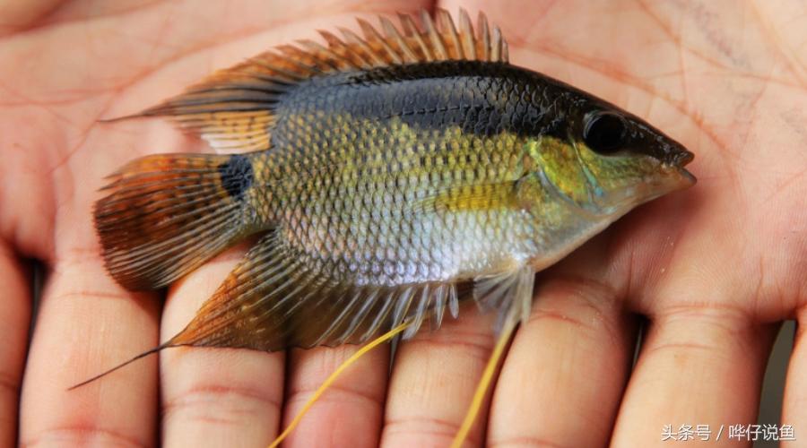 奇特宠物鱼大全,奇特的南美观赏鱼