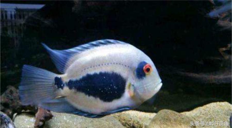 奇特宠物鱼大全,奇特的南美观赏鱼