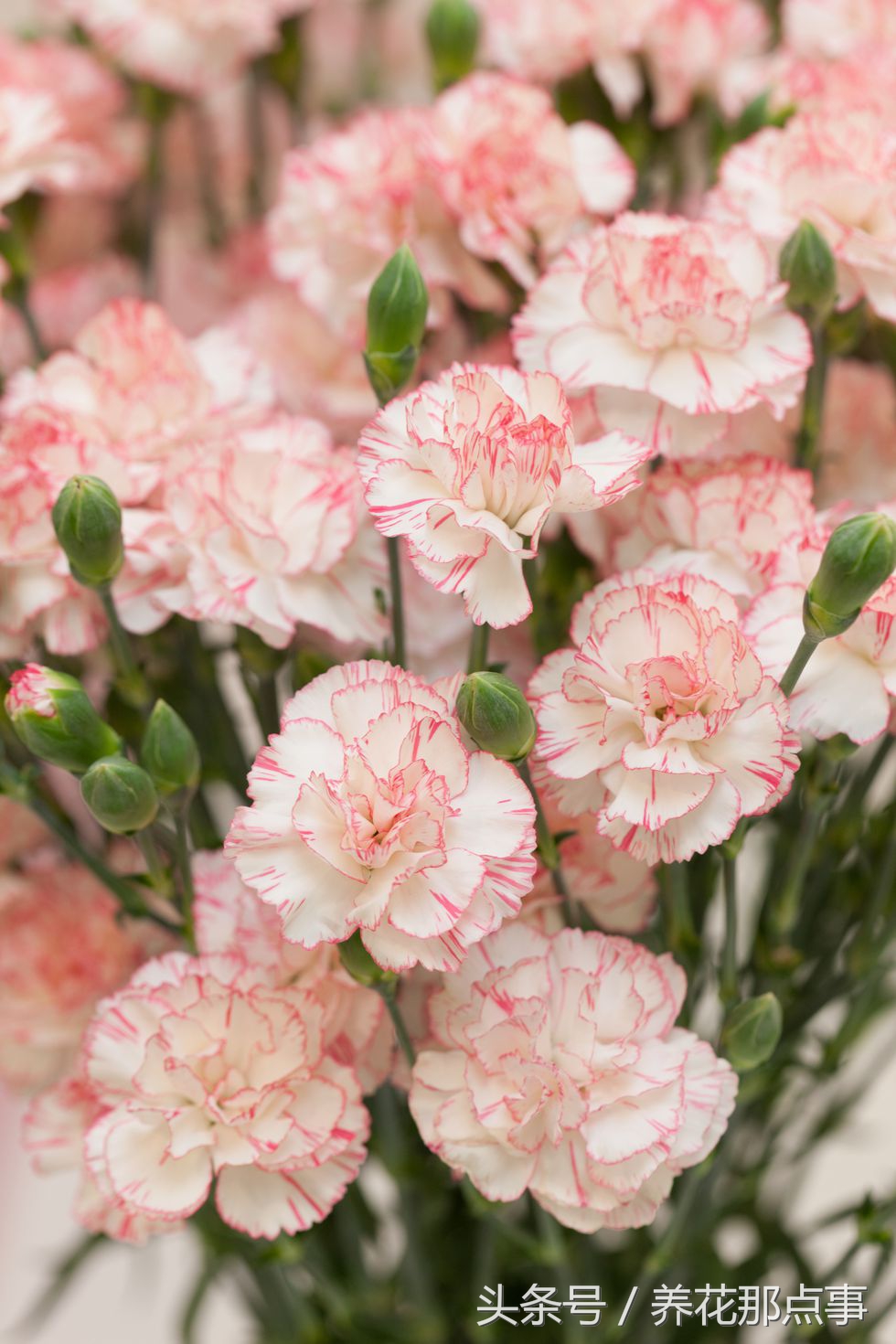 母亲节送什么花给母亲最合适,母亲节最好送什么花给妈妈呢