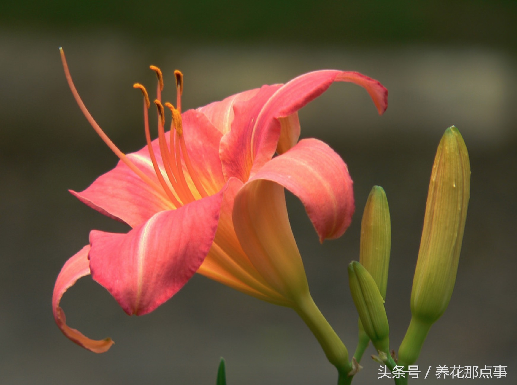 母亲节送什么花给母亲最合适,母亲节最好送什么花给妈妈呢