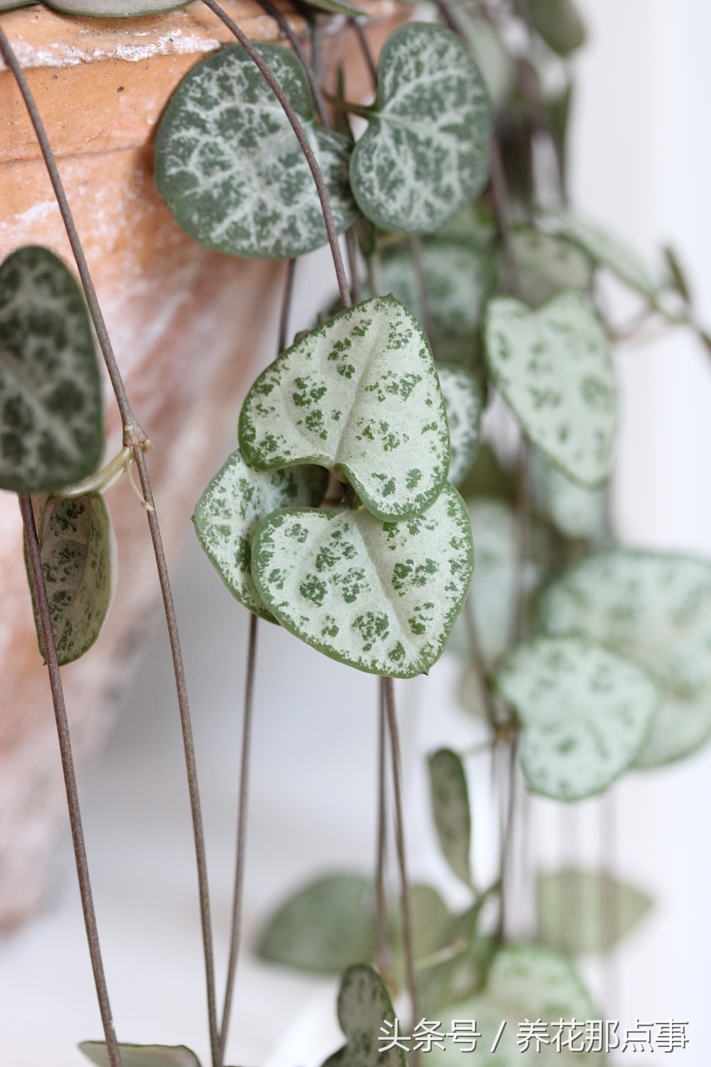 母亲节送什么花给母亲最合适,母亲节最好送什么花给妈妈呢