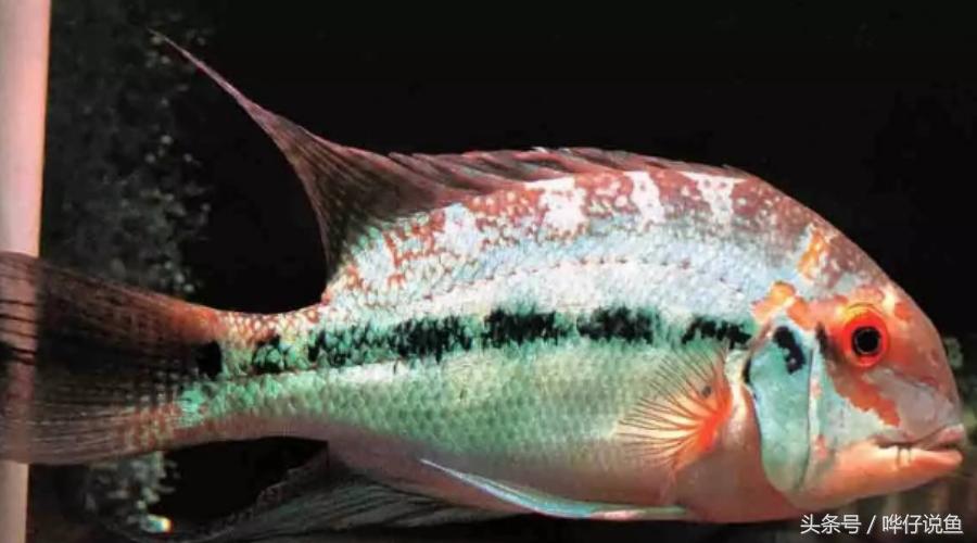 奇特宠物鱼大全,奇特的南美观赏鱼