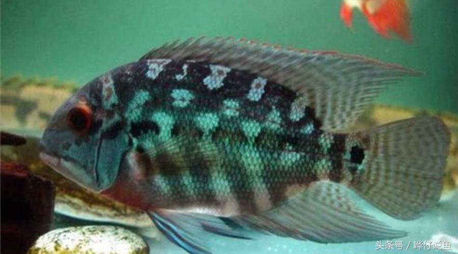 奇特宠物鱼大全,奇特的南美观赏鱼