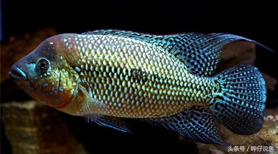 奇特宠物鱼大全,奇特的南美观赏鱼