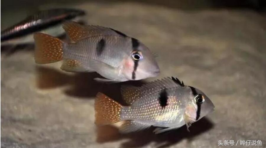 奇特宠物鱼大全,奇特的南美观赏鱼