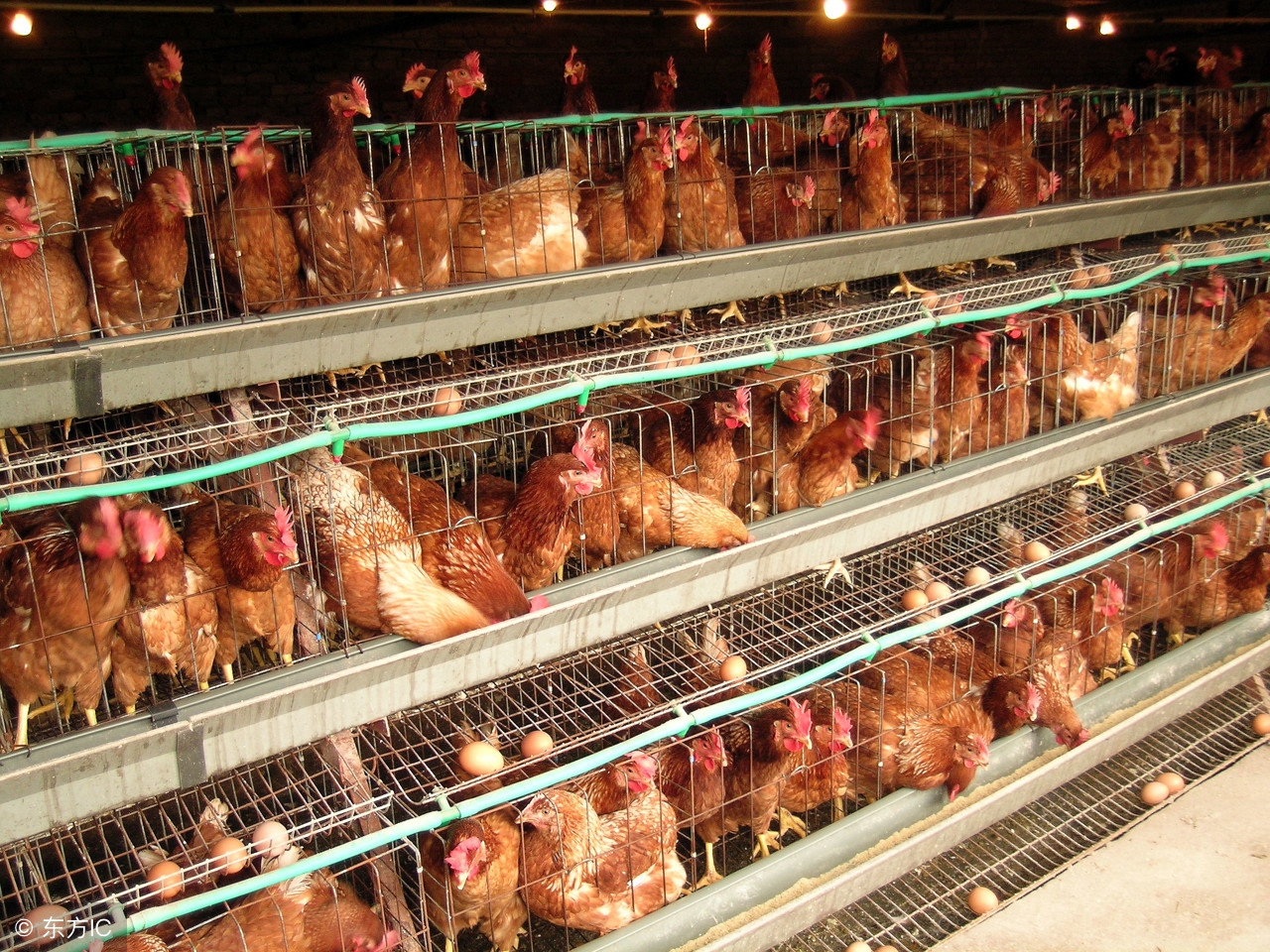 蛋鸡养殖日常工作,蛋鸡养殖技术与管理