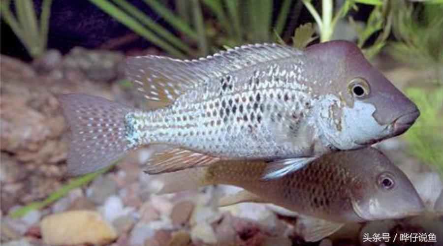 奇特宠物鱼大全,奇特的南美观赏鱼