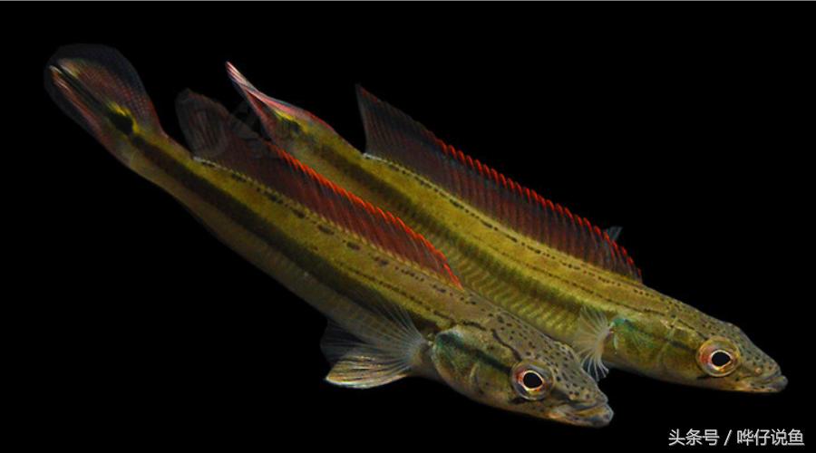 奇特宠物鱼大全,奇特的南美观赏鱼