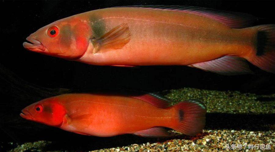 奇特宠物鱼大全,奇特的南美观赏鱼
