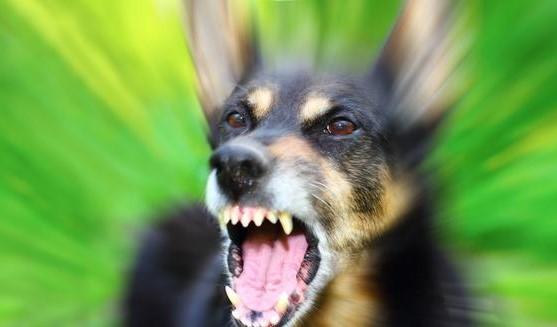 小狗没有狂犬病被咬了要打疫苗吗,狂犬病超过24个小时还能打疫苗吗