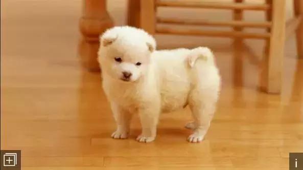 狗狗尿床上了怎么教训它,狗狗要尿垫该怎么教训他