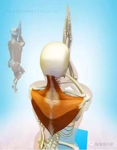 鹰式瘦臂动作详解！跟着美女做，拿下“蝴蝶袖”！（3周见效）