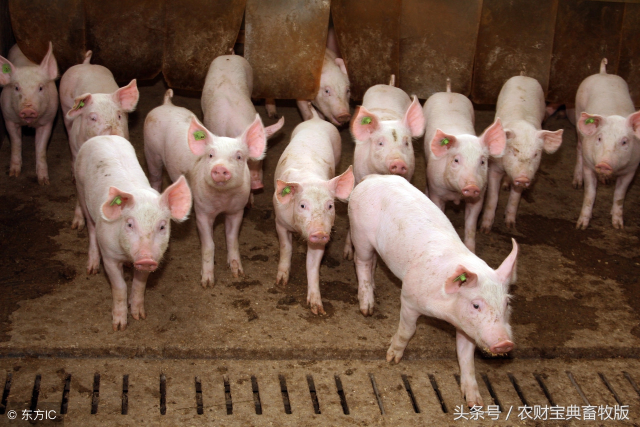 猪场一般需要交什么费用,猪场做试验多少钱